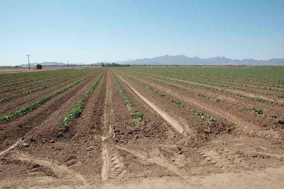 Campo irrigado, Wellton, Arizona, EE.UU.