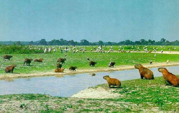 A herd of capybara with tuiui