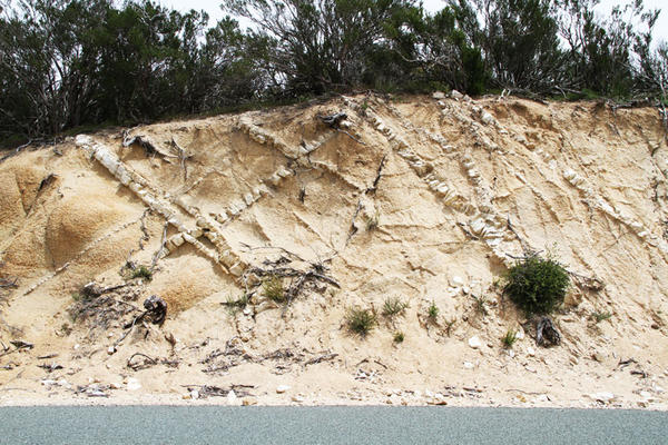 Pegmatitic dikes dipping at right angles, exposed on a road cut on Tierra del Sol road