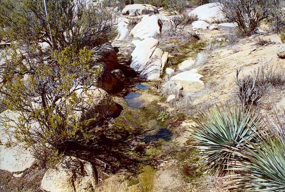 Close-up of a spring in the Tierra del Sol watershed