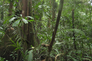Typical rainforest landscape.