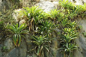 Epiphytes in the La Leche basin, Lambayeque, Peru