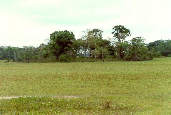 Large vegetated earthmound in the Pantanal of Mato Grosso, Brazil.