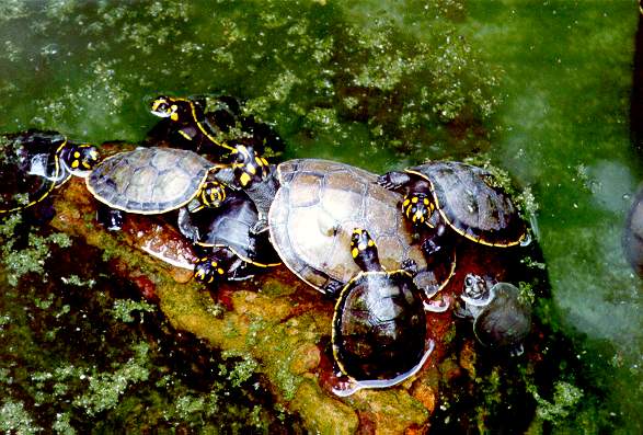 Group of amazon turtles at Goeldi Museum, Belem, Brazil.  