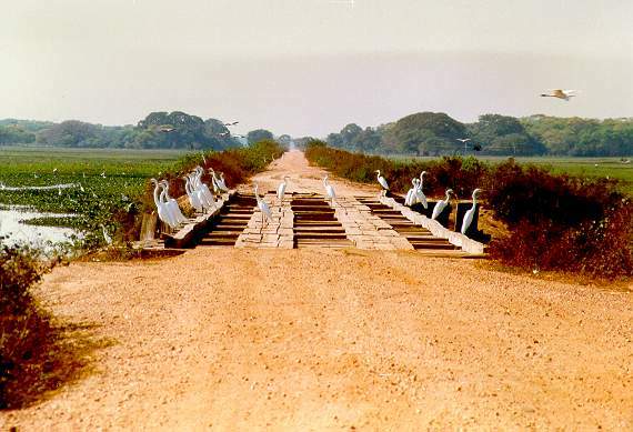 One of more than 200 wooden bridges along the 240-km Transpantaneira Road,
Mato Grosso, Brazil. 