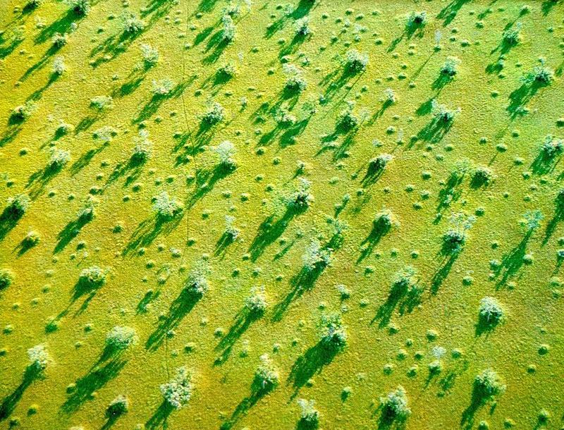 Hummock pattern in the floodplain of the Araguaia River, Brazil