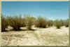 Riparian vegetation on the flood plain of El Barbon Wash