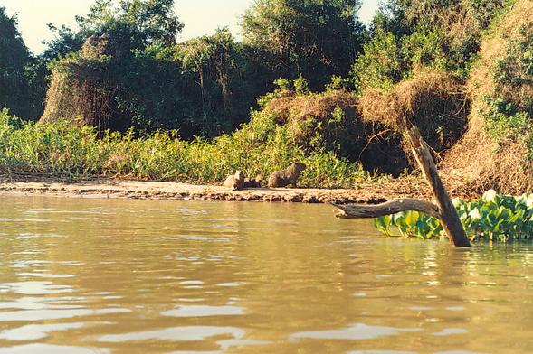 Capybara (Hydrochoerus hydrochaeris) along the banks of the So Loureno river, Mato Grosso, Brazil (1988). 