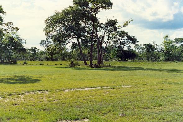 Small vegetated earthmound (murundu) in the Pantanal of Mato Grosso, Brazil (1990)