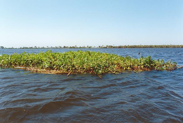 Floating vegetation (camalotes) on the Rio Paraguay, Brazil (1992)