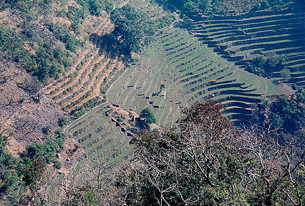 Agricultural terraces, Uttaranchal, India (1992)