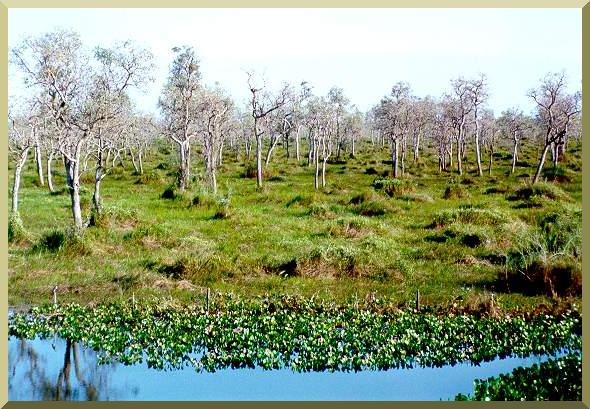 O Pantanal do Jacadigo-Nabileque, perto do Corumb, Mato Grosso do Sul.