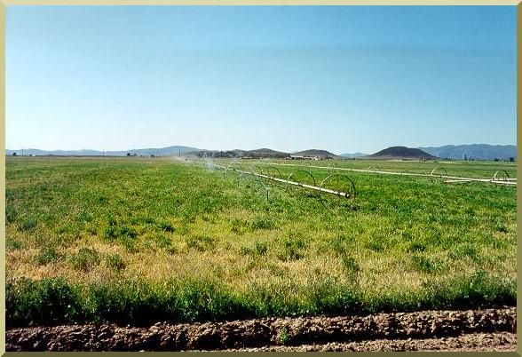 Sprinkler irrigation in the Ojos Negros valley, Baja California