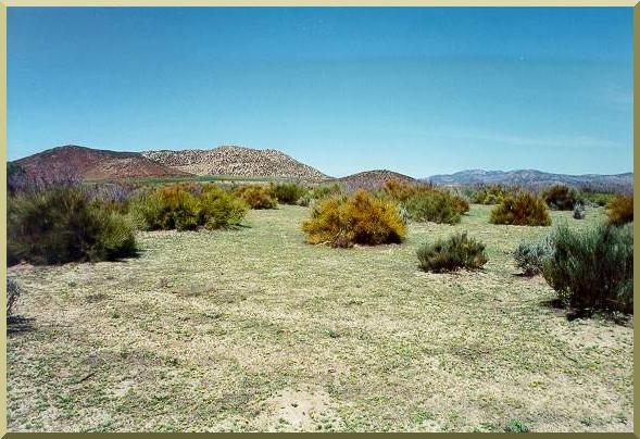 Riparian vegetation to the northeast of the Ojos Negros valley