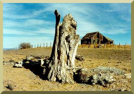 Remains of a poplar tree, lone witness to the wetlands that existed in the Ojos Negros valley more than 30 years ago
