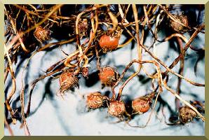 Cyperus esculentus L. tubers