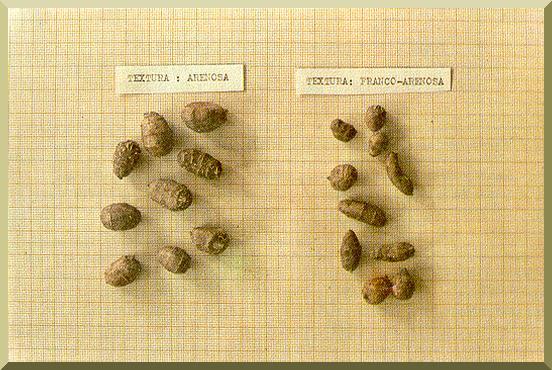 Tubers of C. esculentus grown on different substrates: sandy at left and silty-sand at right