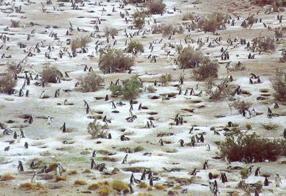 Magellan penguin habitat at Cabo Dos Bahas, Patagonia, Argentina.
This secluded area is home to more than 100,000 penguins. 