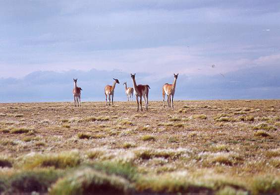 A group of guanacos on the plains above the Santa Cruz river valley, in Patagonia, Argentina.