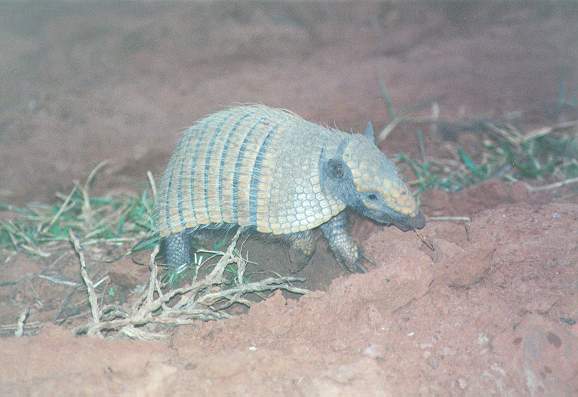 An armadillo, locally called tatu, in action near Mariscal Estigarribia, on the Paraguayan Chaco.