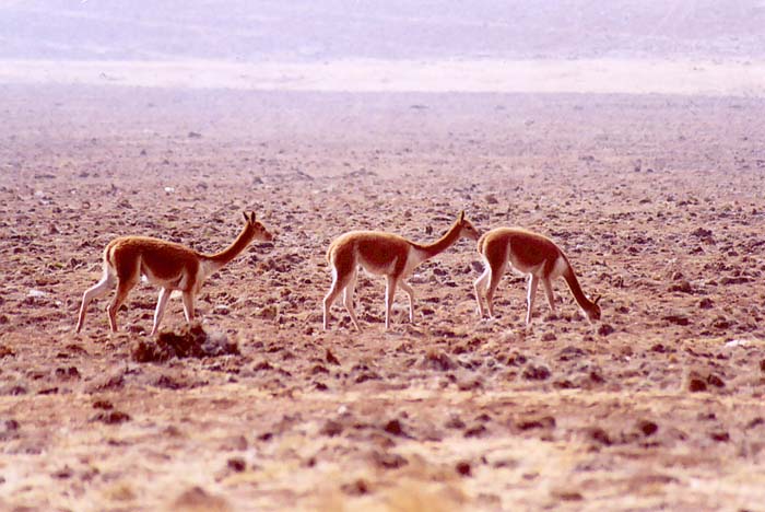 A group of vicuas in the Junin high plains, Junin, Peru (2005). 