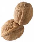 walnut #3
