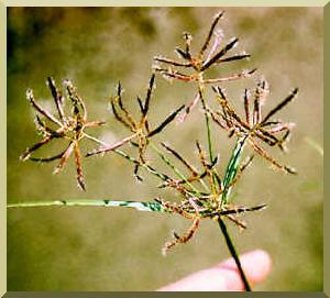 Cyperus rotundus L. flower head