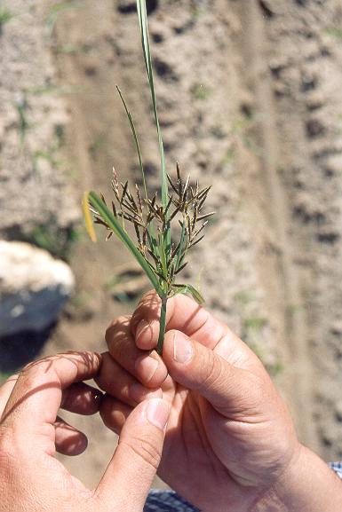 Close-up of the chufa, <i>Cyperus esculentus sativus</I>, Valencia, Spain.