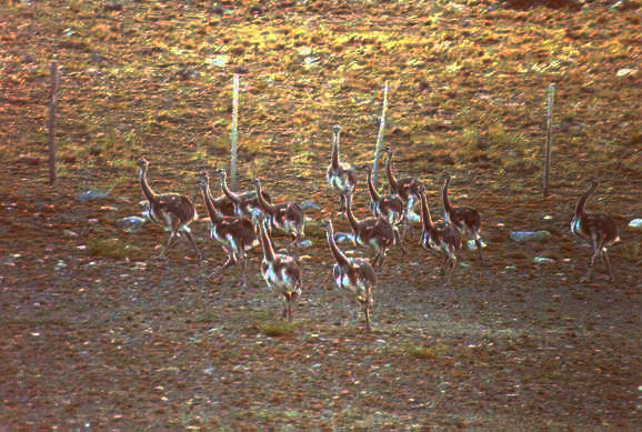 A herd of rheas (Rhea pennata), on an evening stroll, Patagonia, Argentina (1992)