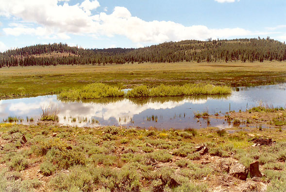 Restored Last Chance Creek, in Plumas County, California (2005)