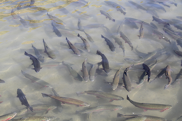 Trout fishery at Ingenio, Junin, Peru  (2015)