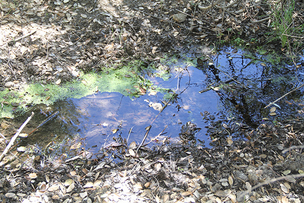 Large spring, McCain valley, Boulevard, San Diego County, California (2014)