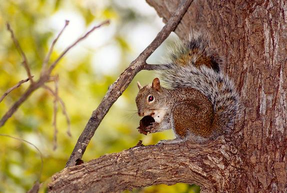 Wildlife at Rio La Silla Natural Park