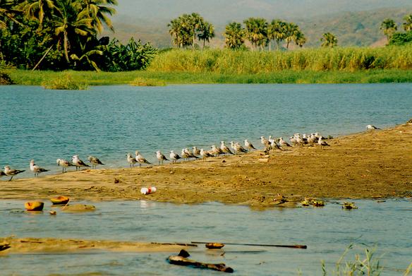 Wildlife at Manialtepec Lagoon, Oaxaca, Mexico (1999). 